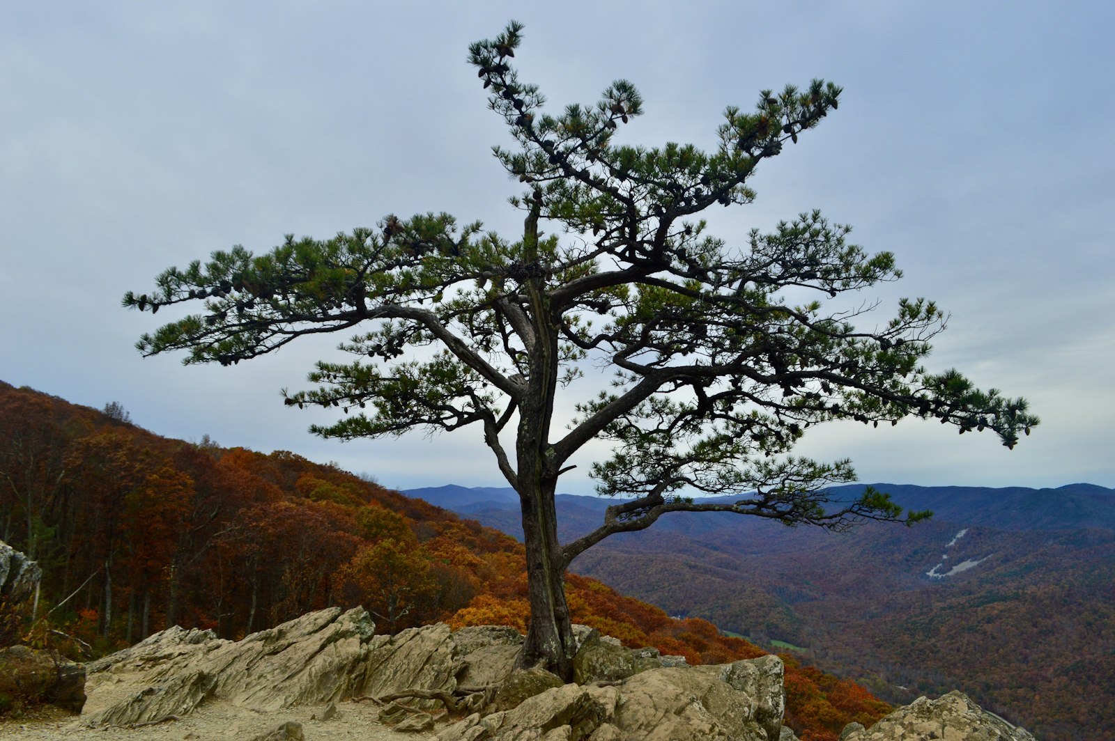 A single pine tree standing alone on a rocky outcrop above a wide valley